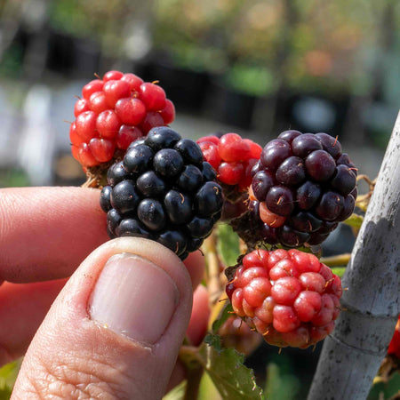 Blackberry Plant 'Tiny Black'