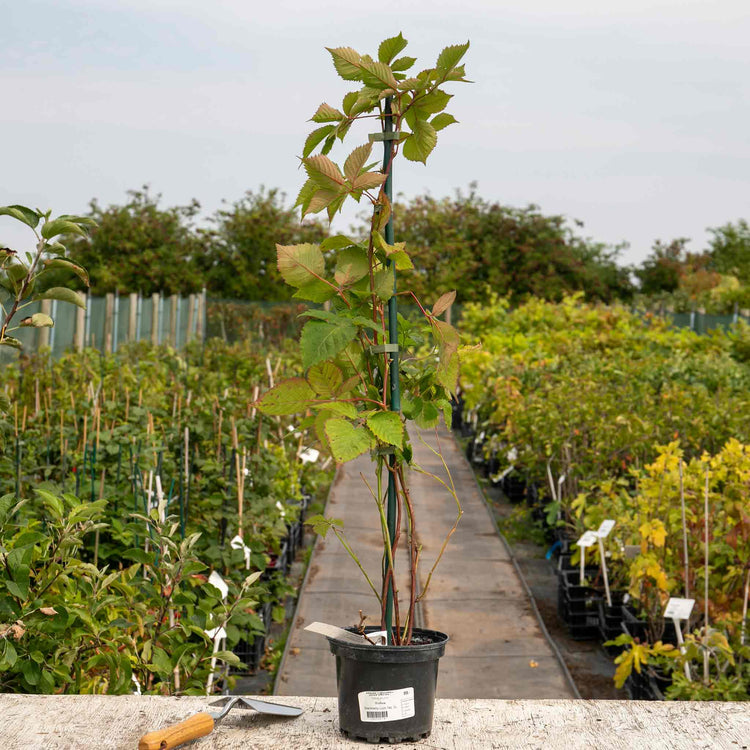Blackberry Plant 'Loch Tay'