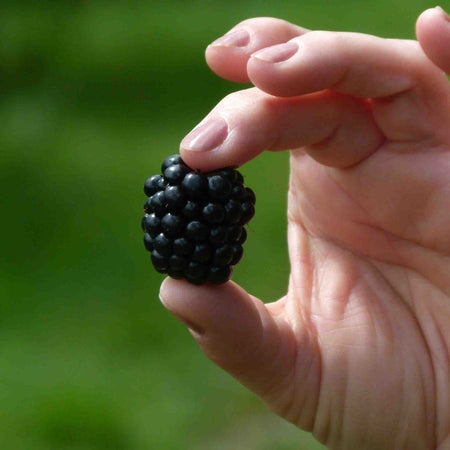 Blackberry Plant 'Chester Thornless'