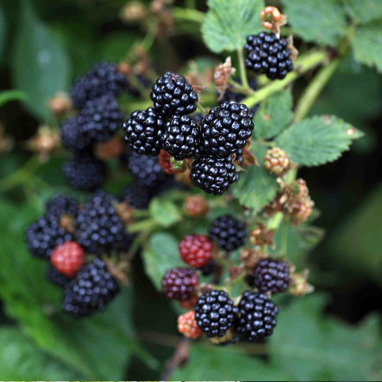 Blackberry Plant 'Chester Thornless'
