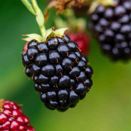 Blackberry Plant 'Chester Thornless'
