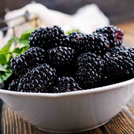 Blackberry Plant 'Chester Thornless'