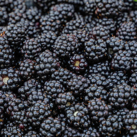 Blackberry Plant 'Chester Thornless'