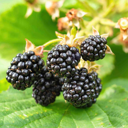Blackberry Plant 'Chester Thornless'