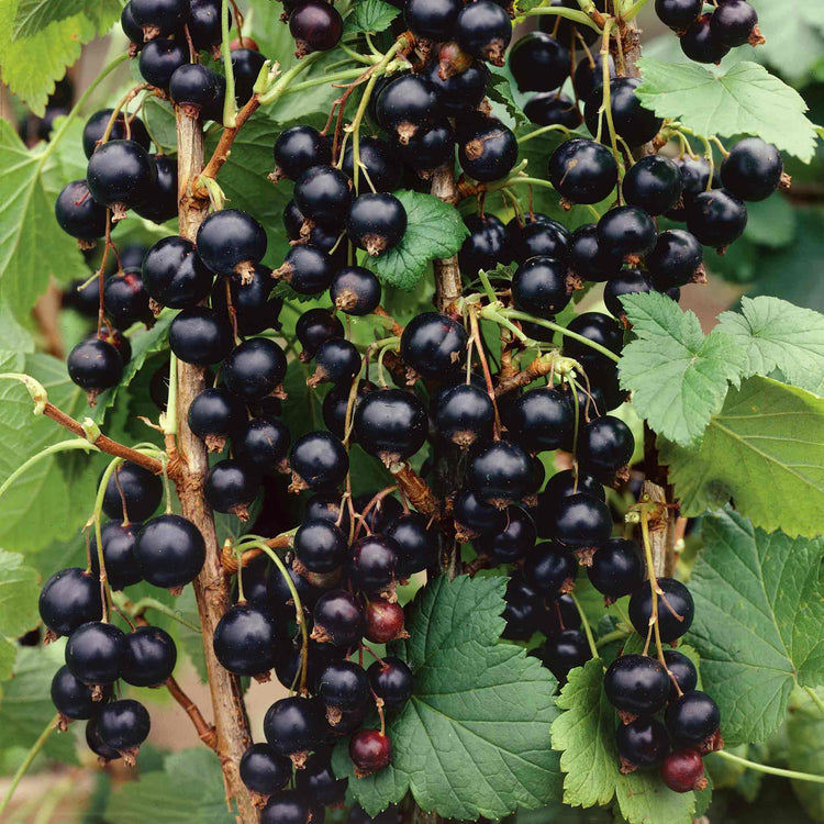 Blackcurrant Plant 'Ben Sarek'