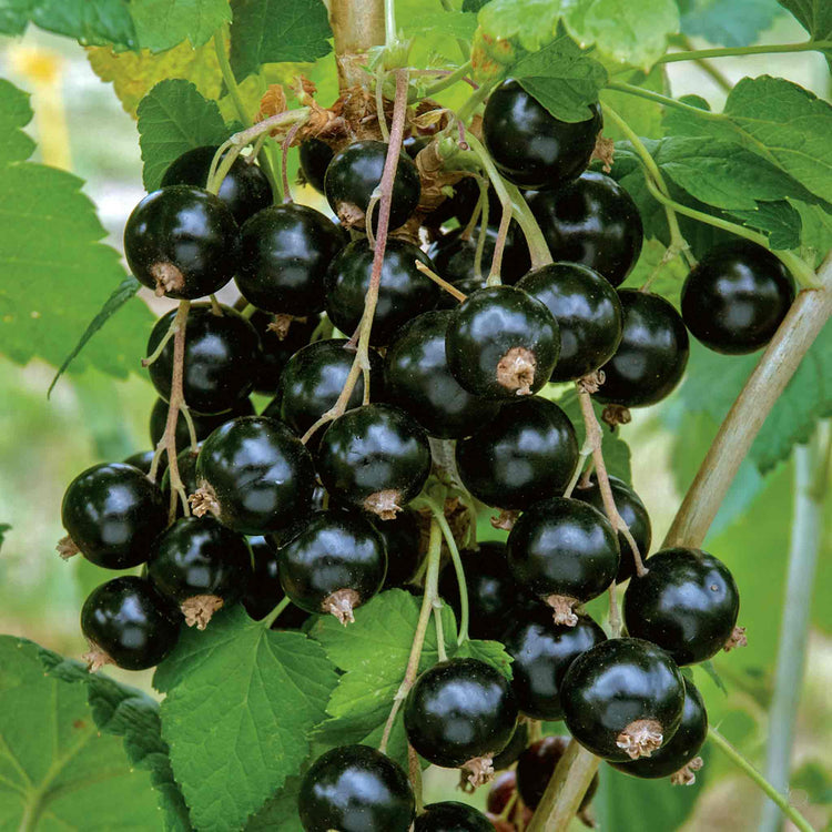 Blackcurrant Plant 'Ebony'