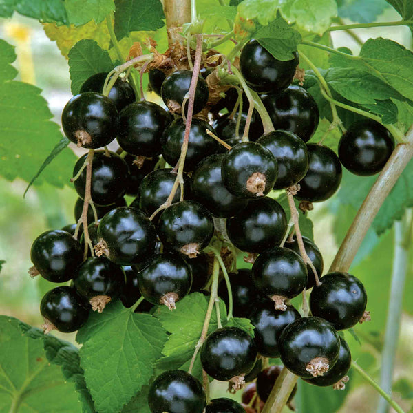 Blackcurrant Plant 'Ebony'