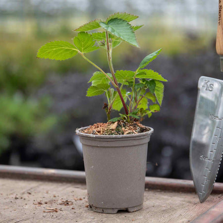 Blackcurrant Plant 'Summer Pearls Patio Black'