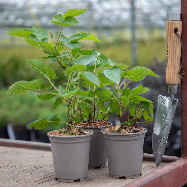 Lowberry® Blackcurrant Plant 'Little Black Sugar'