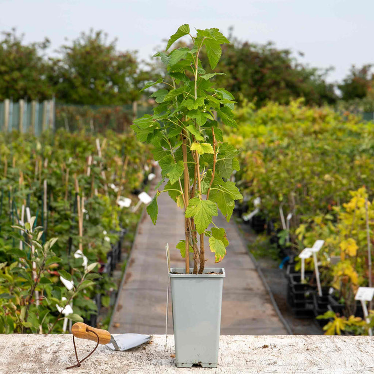 Blackcurrant Standard Plant 'Titania'