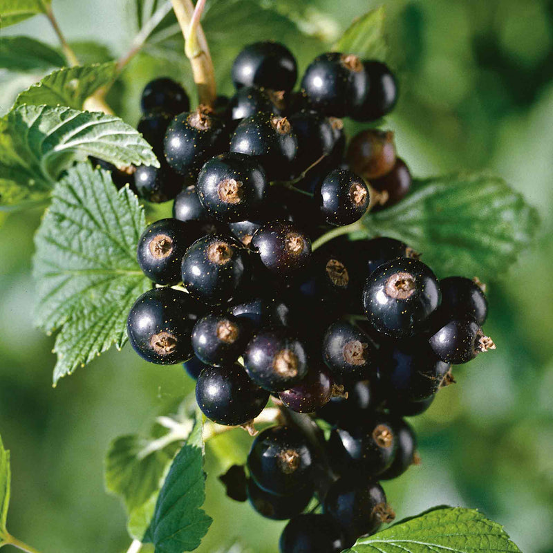 Blackcurrant Standard Plant 'Titania'