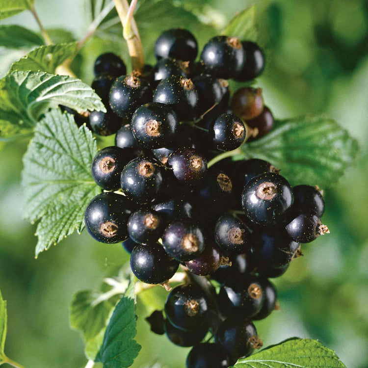 Blackcurrant Plant 'Titania'