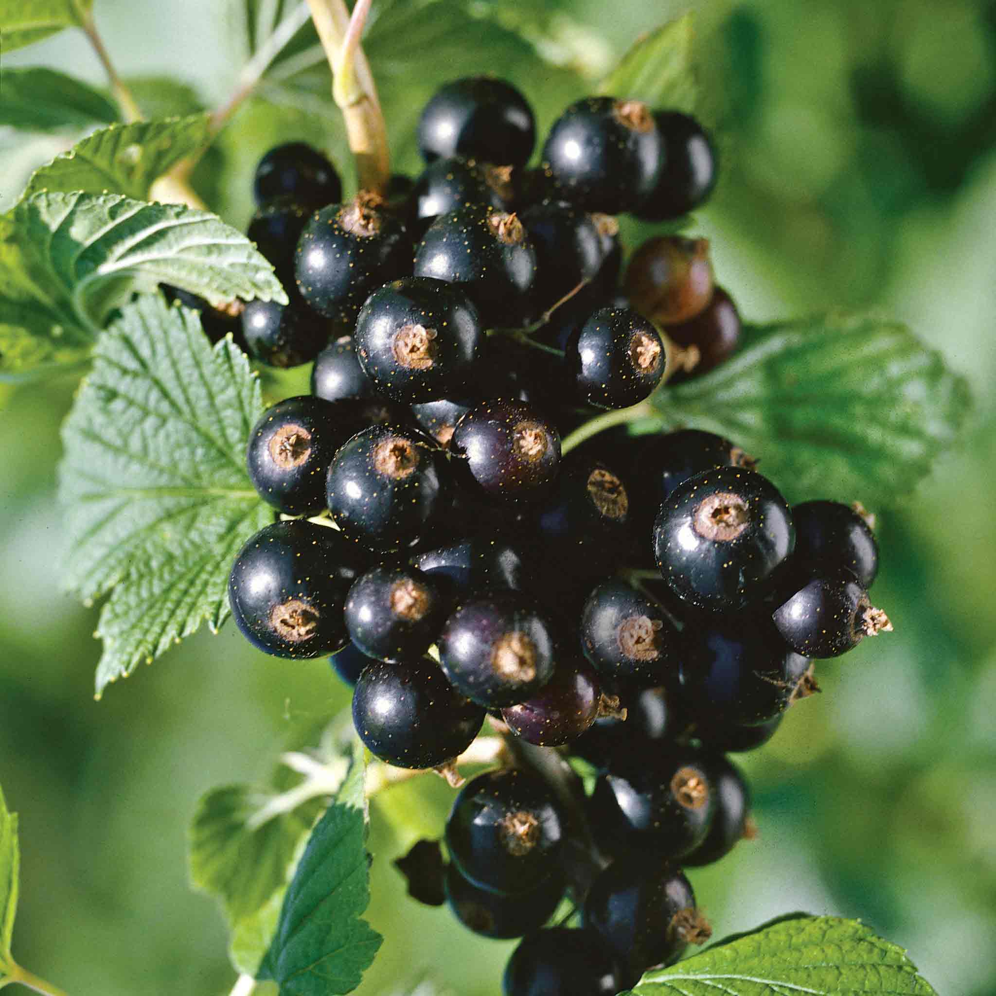 Blackcurrant Titania