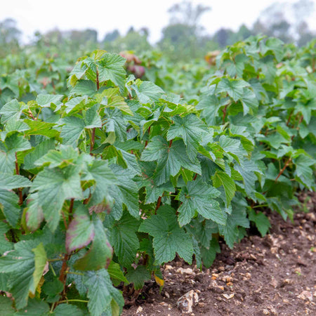 Blackcurrant Plant 'Ebony'