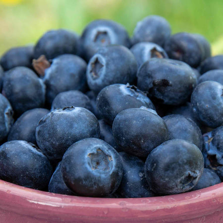 Lowberry Blueberry Plant 'Little Blue Wonder'