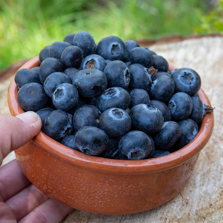 Blueberry Plant 'Goldtraube'