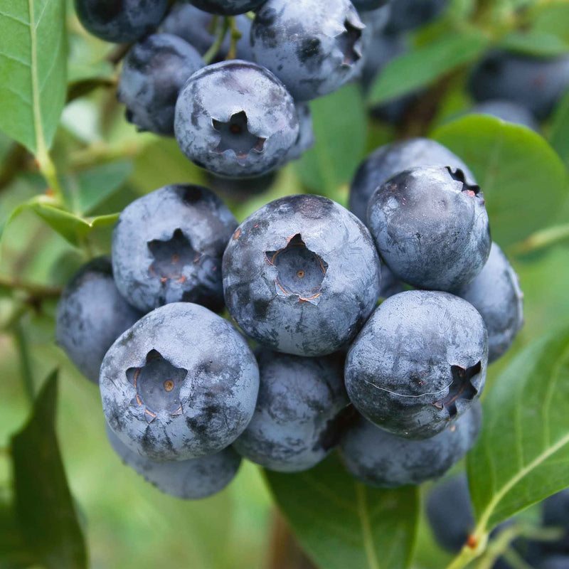 Blueberry Plant 'Bluecrop'