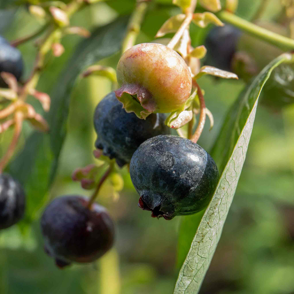 Blueberry Bluegold