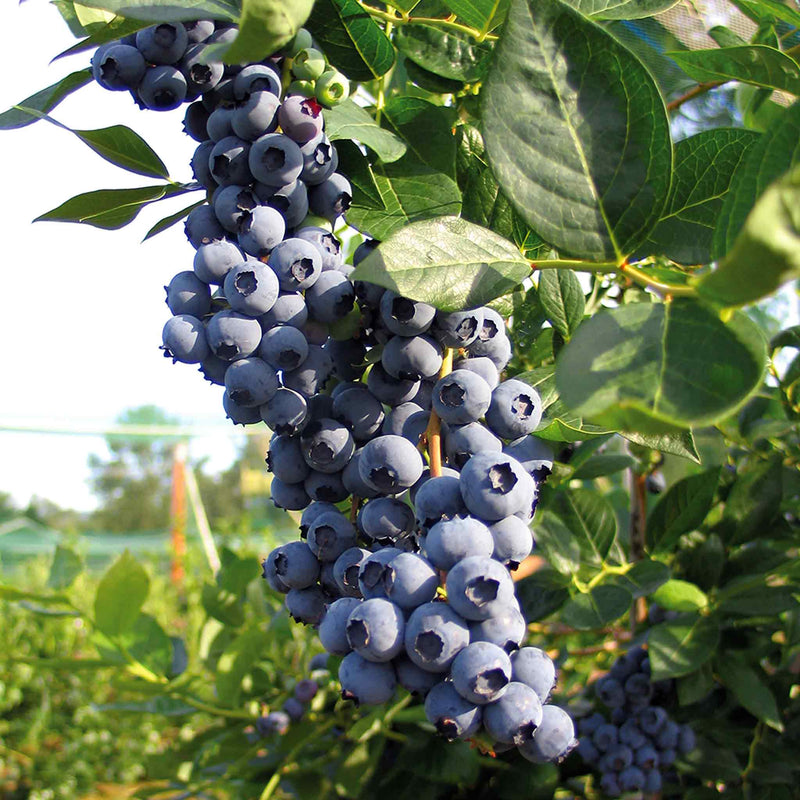 Blueberry Plant 'Duke'