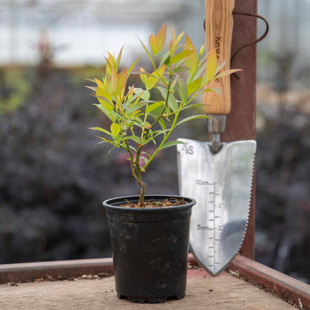 Blueberry Plant 'Pink Lemonade'