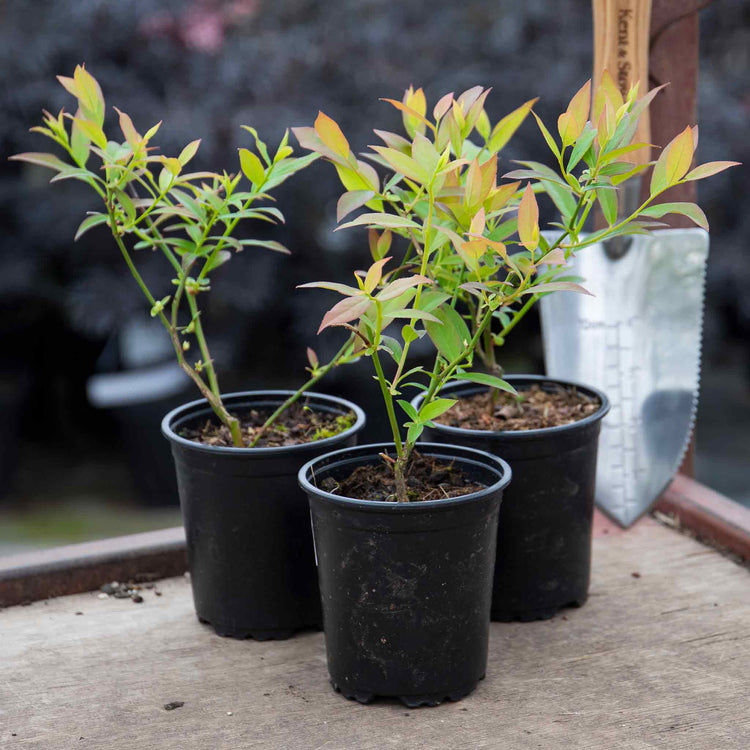 Blueberry Plant 'Pink Lemonade'