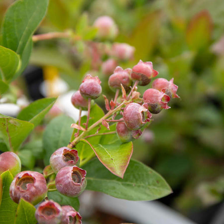 Blueberry Plant 'Pink Berry'