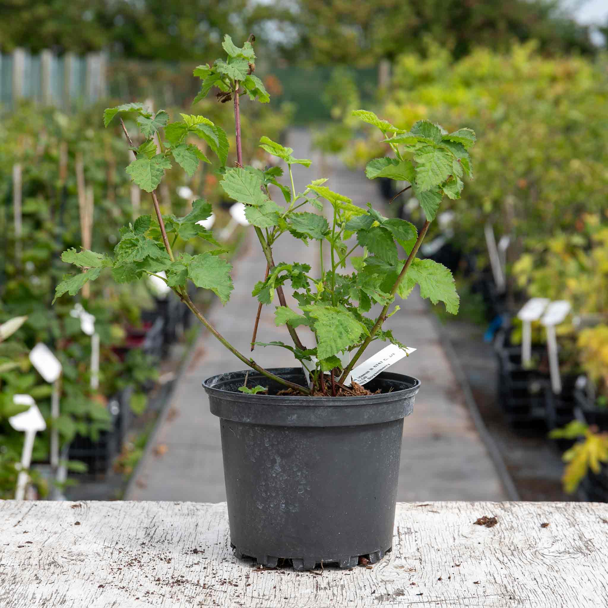 Boysenberry Plant | Marshalls Garden