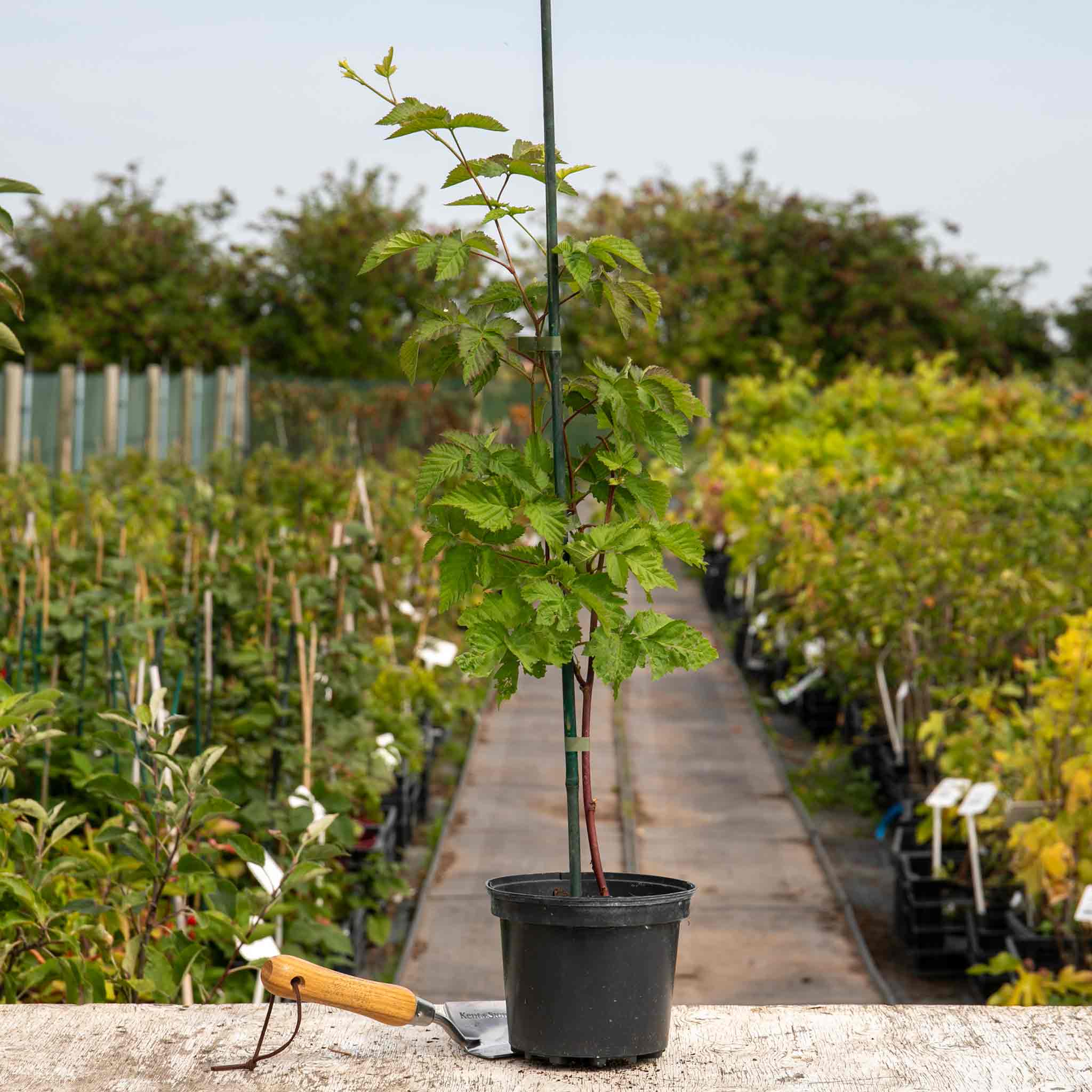 Boysenberry Plant | Marshalls Garden