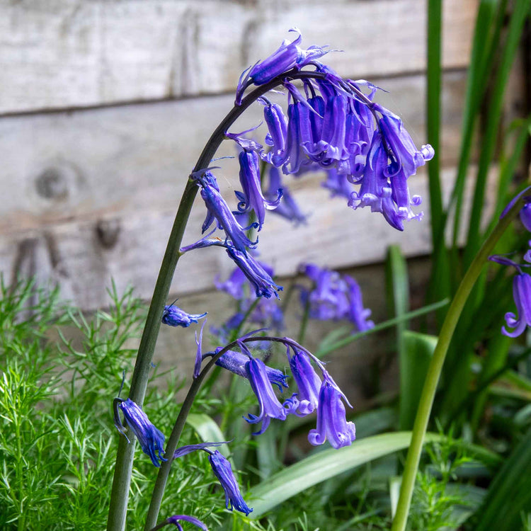 British Native Bluebells Bulbs in the Green