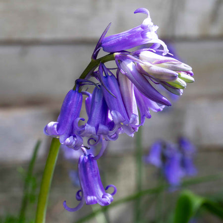 British Native Bluebells Bulbs in the Green