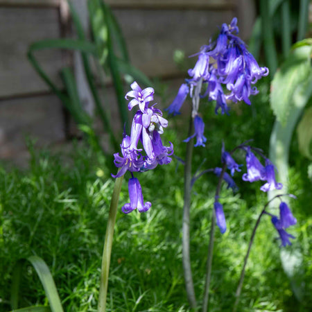 British Native Bluebells Bulbs in the Green