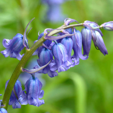 British Native Bluebells Bulbs in the Green