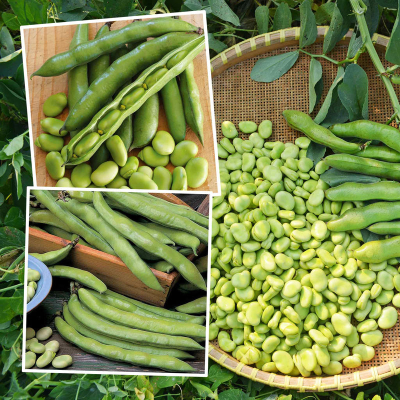 Broad Bean Plant 'Collection'