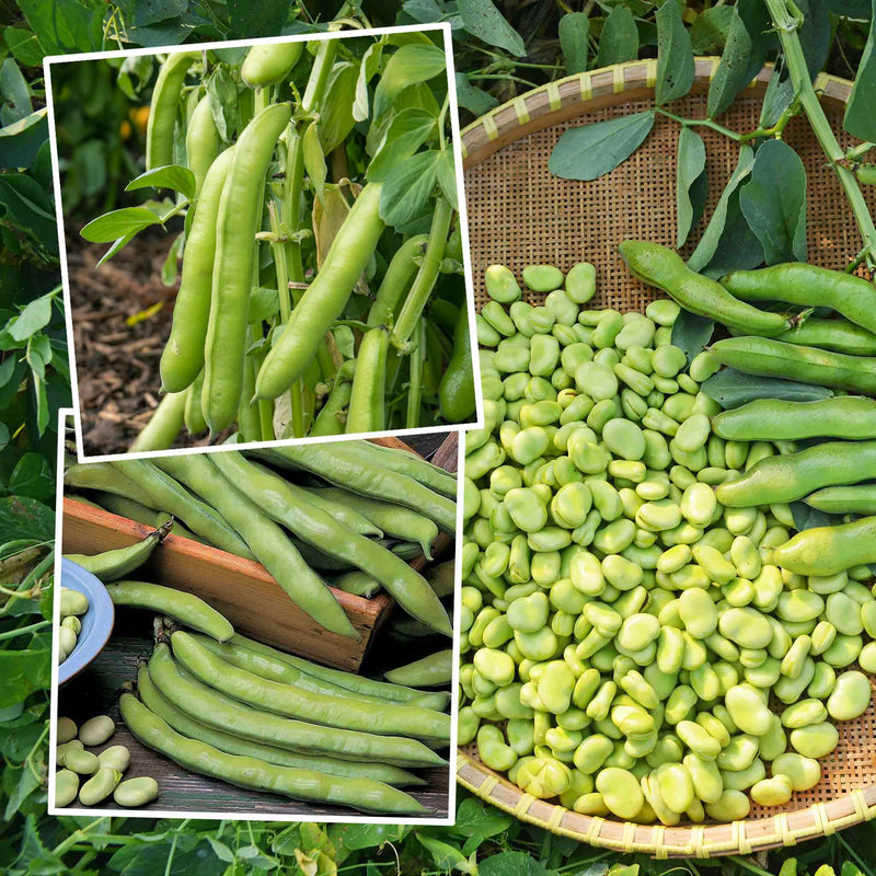 Broad Bean Collection