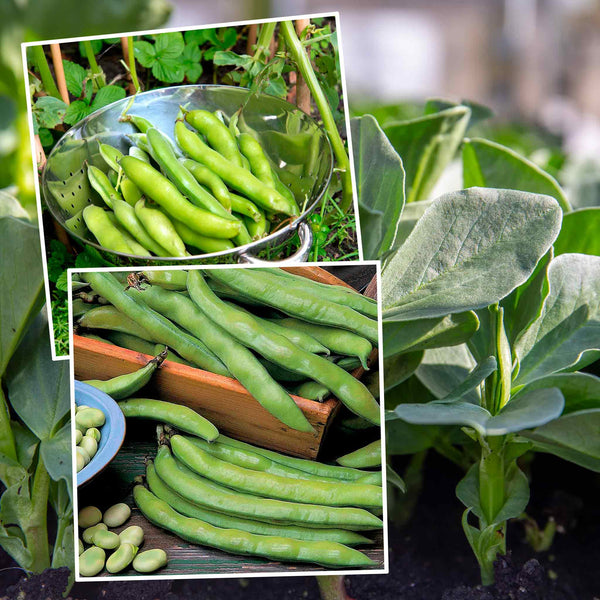 Broad Bean Seeds Duo Pack
