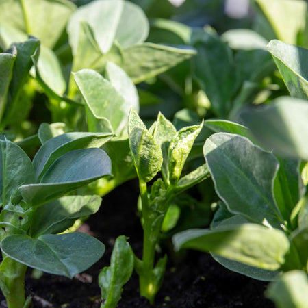 Broad Bean Seeds 'The Sutton'