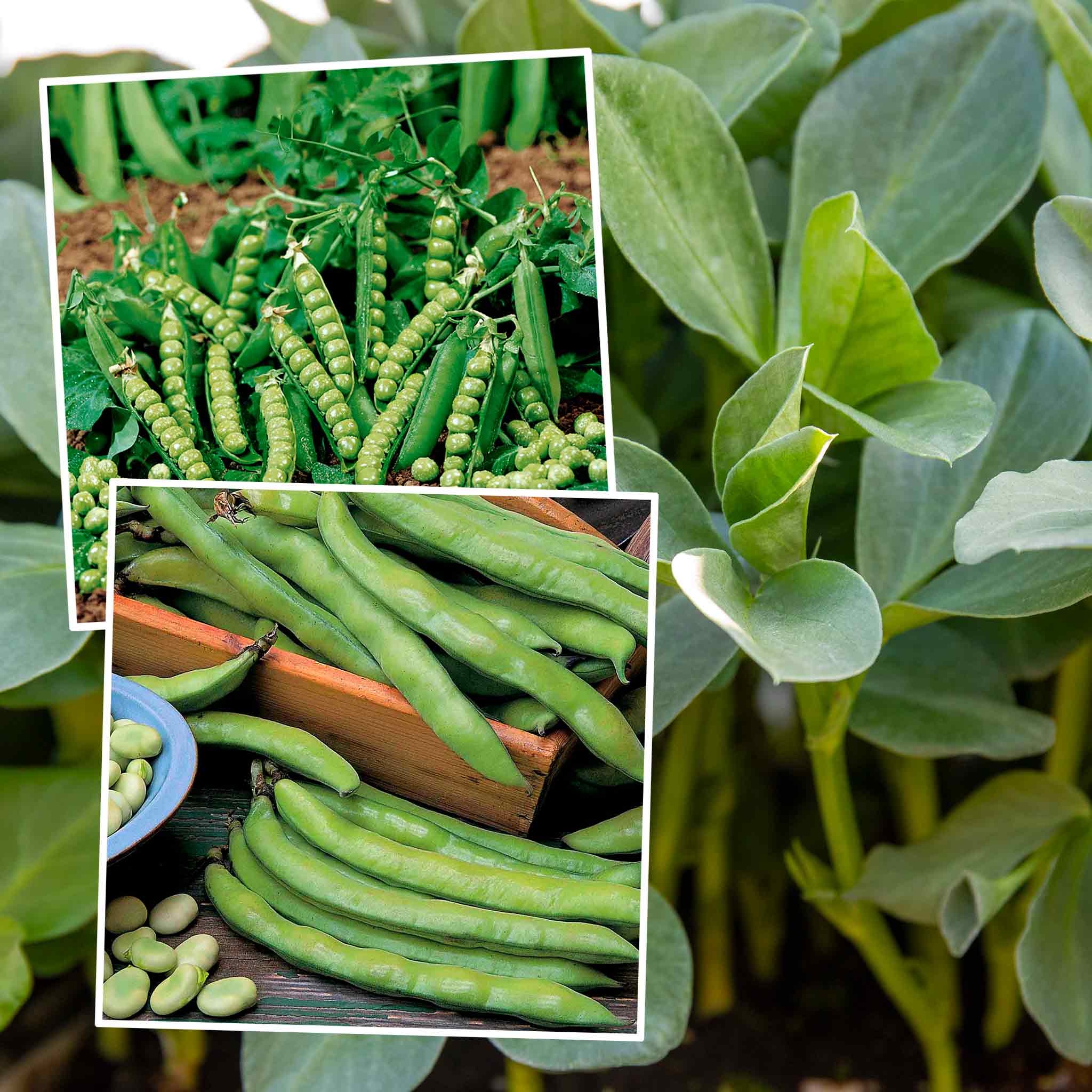 Pea Bean Seeds Duo Pack