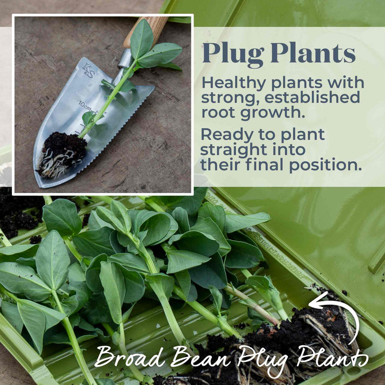 Broad Bean 'Aquadulce Claudia'