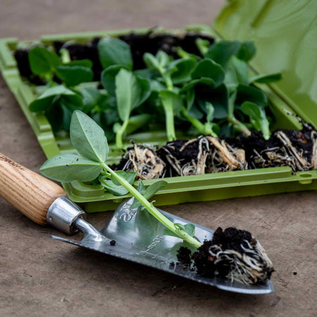 Broad Bean Plant 'Collection'