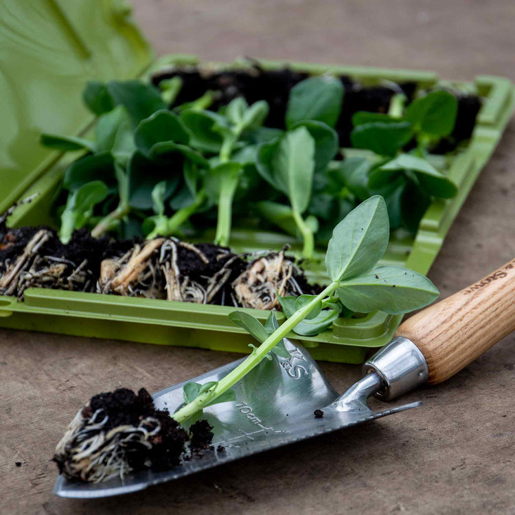 Broad Bean Collection (Autumn Planting) - 36 Plugs