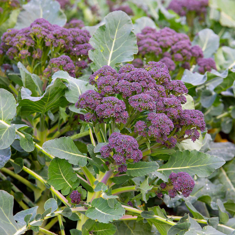 Broccoli Seeds 'Early Purple Sprouting Blend'