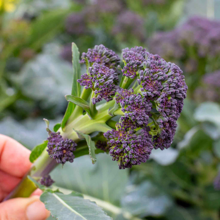 Broccoli 'Summer Purple'