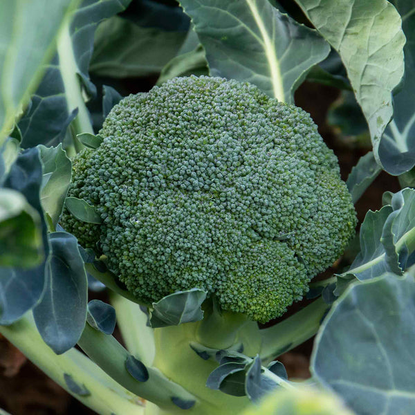 Broccoli Seeds 'Green Magic'