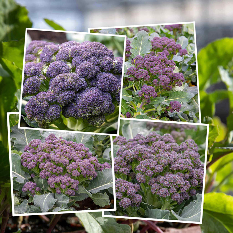 Broccoli Seeds 'All Season' Collection