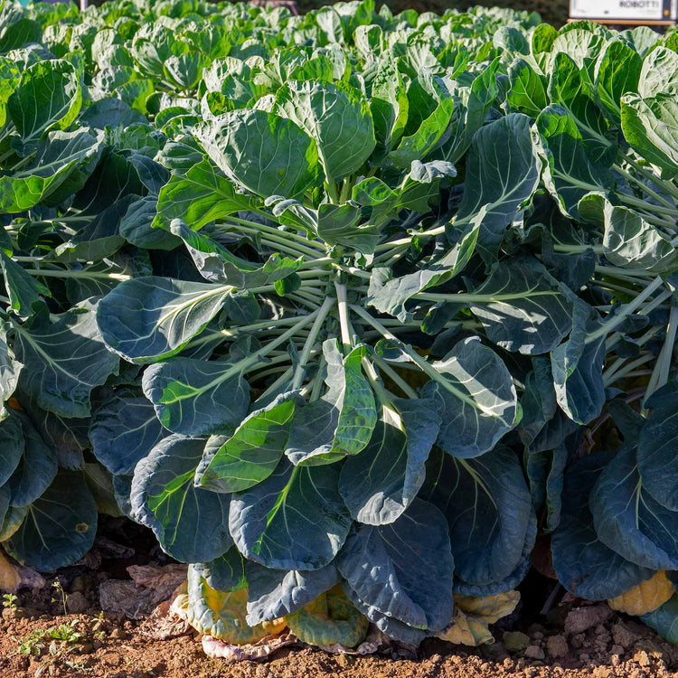 Brussels Sprout 'Trafalgar'