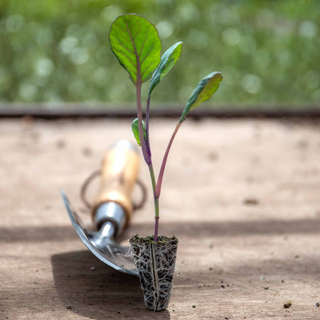 Brussels Sprout 'Red Darling'