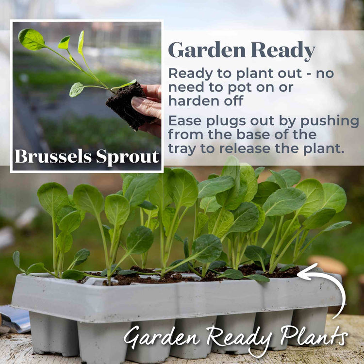 Brussels Sprout  'Brigitte'
