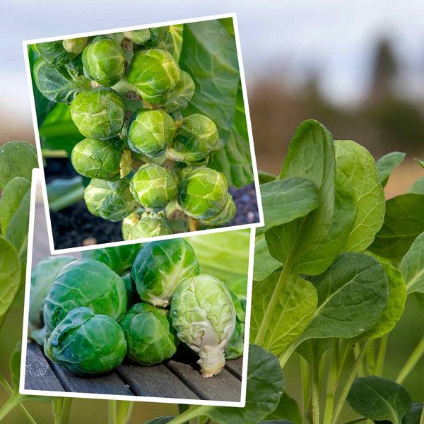 Brussels Sprout Seeds 'Long Crop' Duo Pack