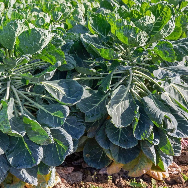 Brussel Sprouts  'Brigitte'