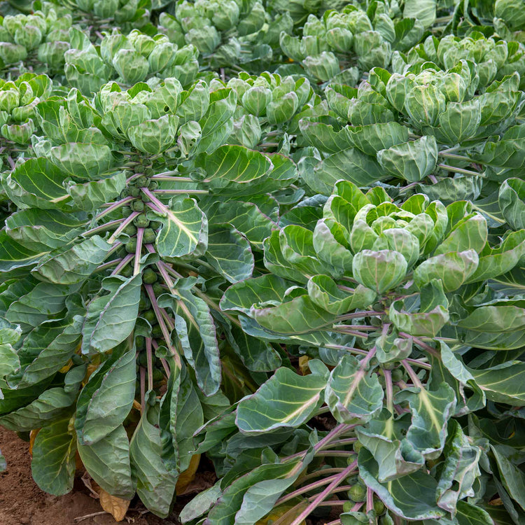 Brussels Sprout 'Clodius'